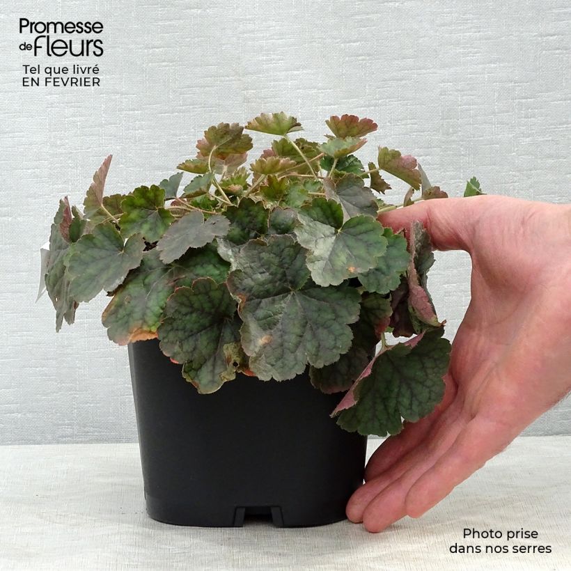 Spécimen de Heuchère rouge sang - Heuchera sanguinea Leuchtkäfer tel que livré en hiver