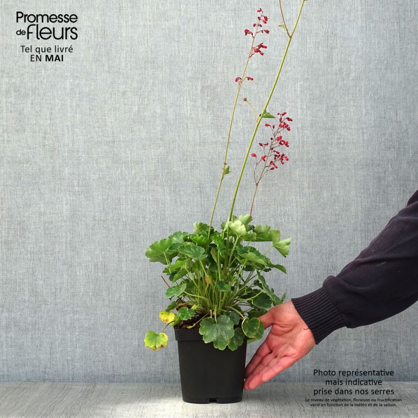Spécimen de Heuchère rouge sang - Heuchera sanguinea Leuchtkäfer en pot de 2/3 litres tel que livré au printemps