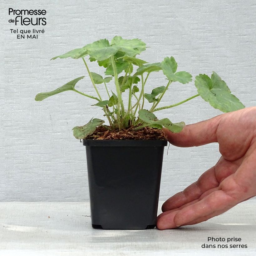Spécimen de Heuchère rouge sang - Heuchera sanguinea Leuchtkäfer en godet de 9 cm tel que livré au printemps