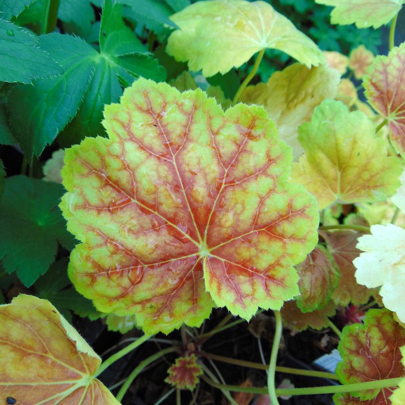 Heuchère - Heuchera Tiramisu (Feuillage)