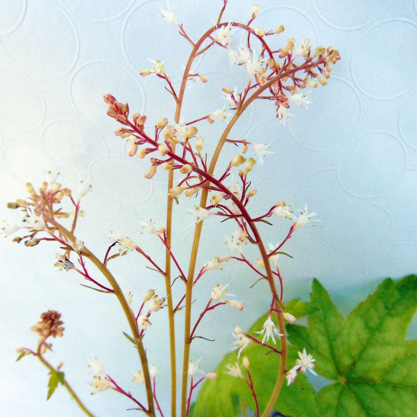 Heucherella Alabama sunrise (Floraison)