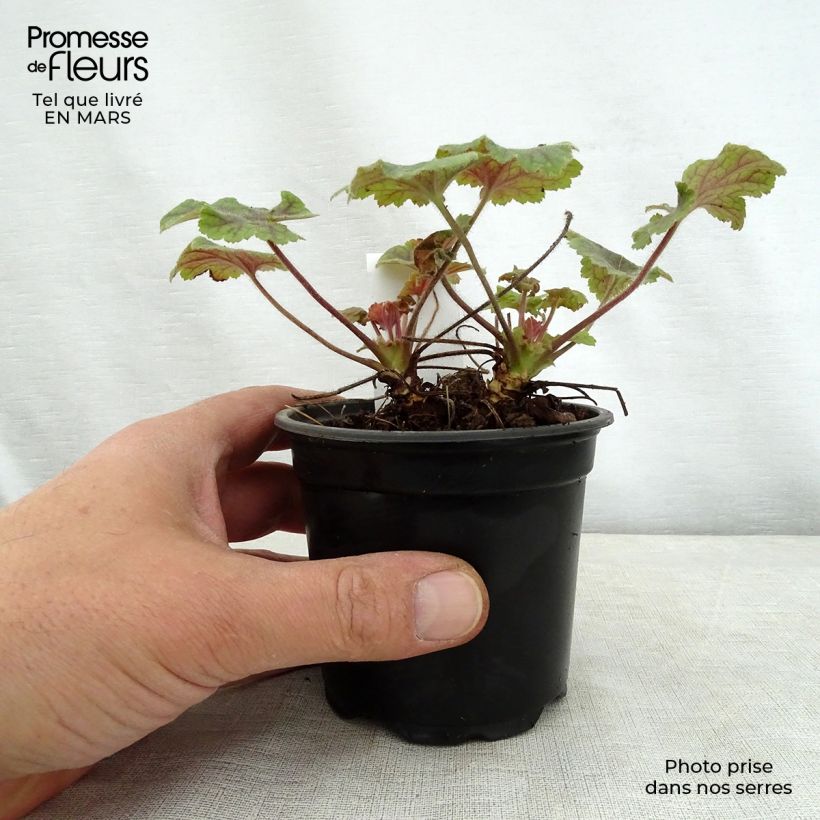 Spécimen de Heucherella Alabama sunrise Godet de 9cm tel que livré au printemps