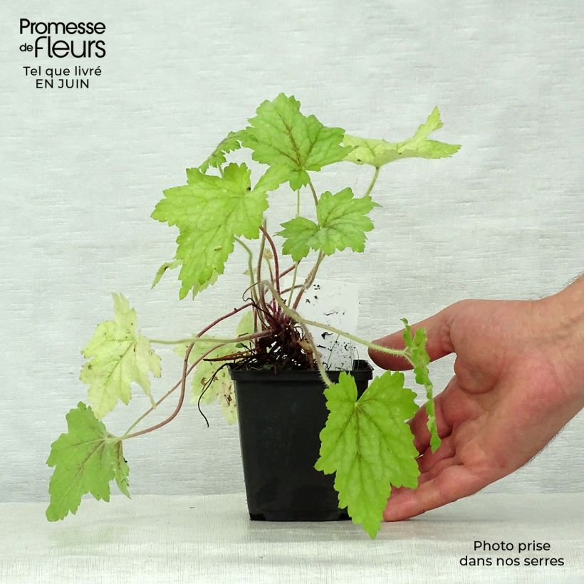 Spécimen de Heucherella Alabama sunrise Godet de 8/9 cm tel que livré en été
