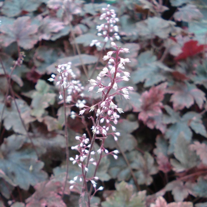 Heucherella Berry Fizz (Floraison)