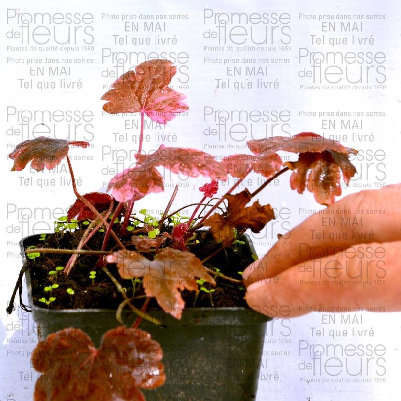 Exemple de spécimen de Heucherella Berry Fizz Godet de 9cm tel que livré