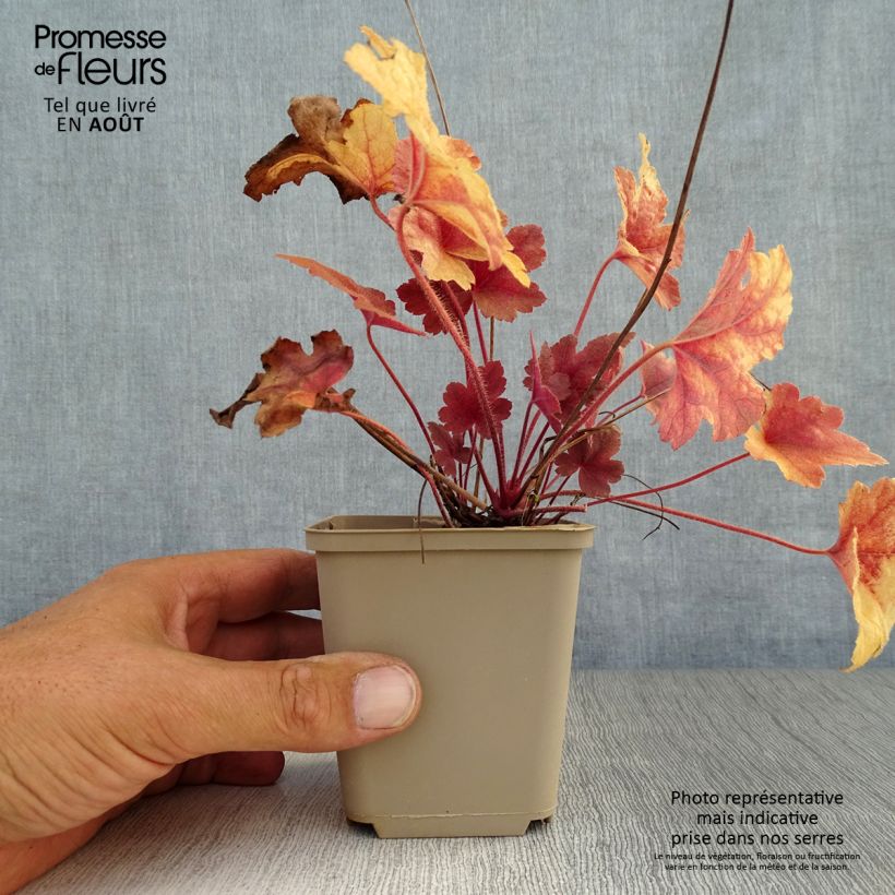 Example of Heucherella Brass Lantern® as you get in ete