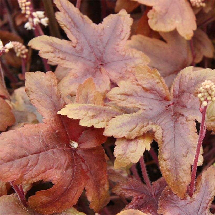 Heucherella Brass Lantern® (Feuillage)