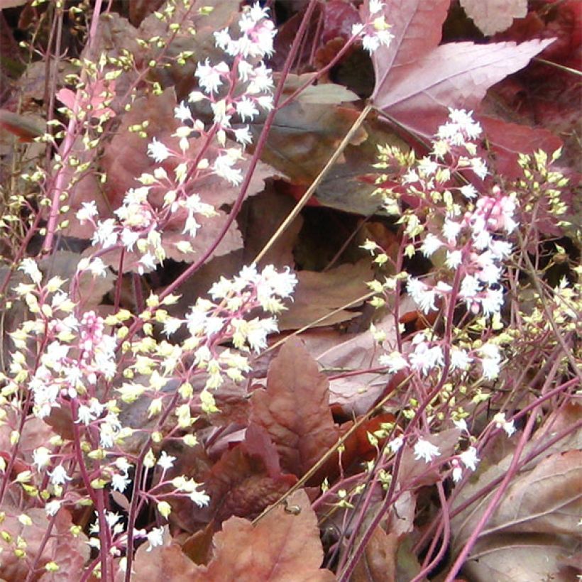 Heucherella Brass Lantern® (Floraison)