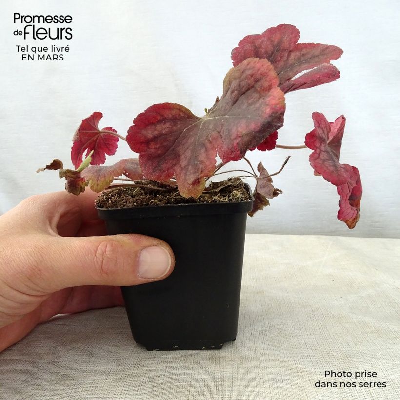Spécimen de Heucherella Buttered Rum Godet de 9cm tel que livré au printemps