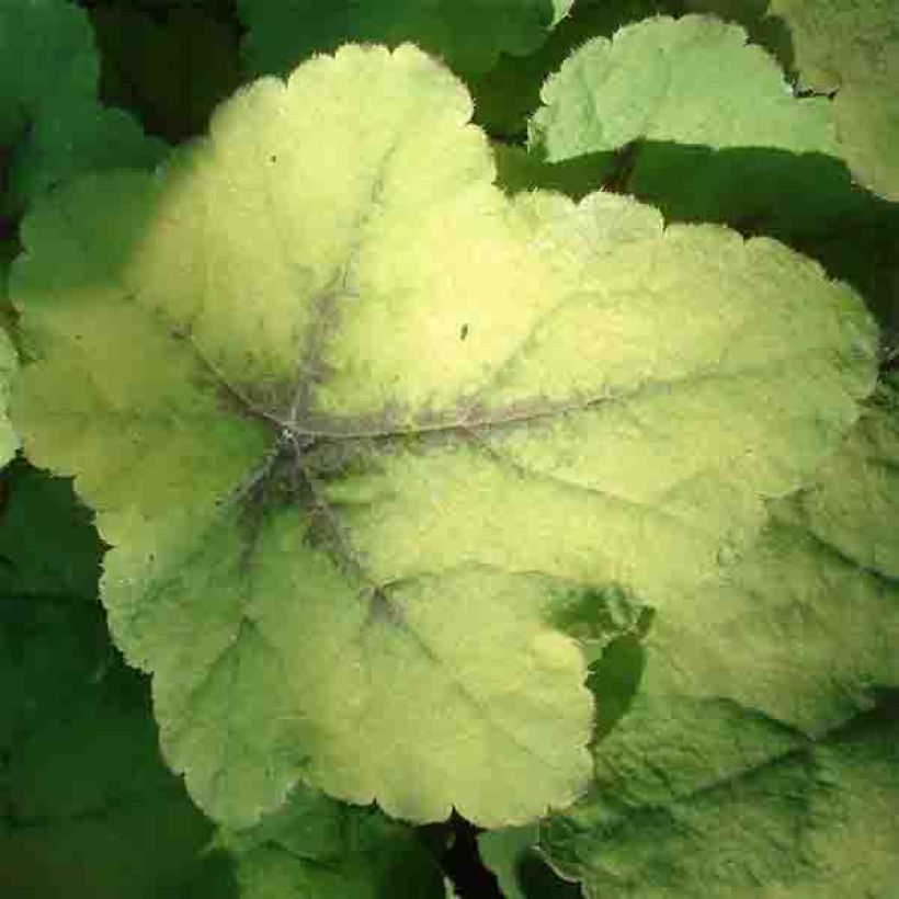 Heucherella Citrus shock (Feuillage)