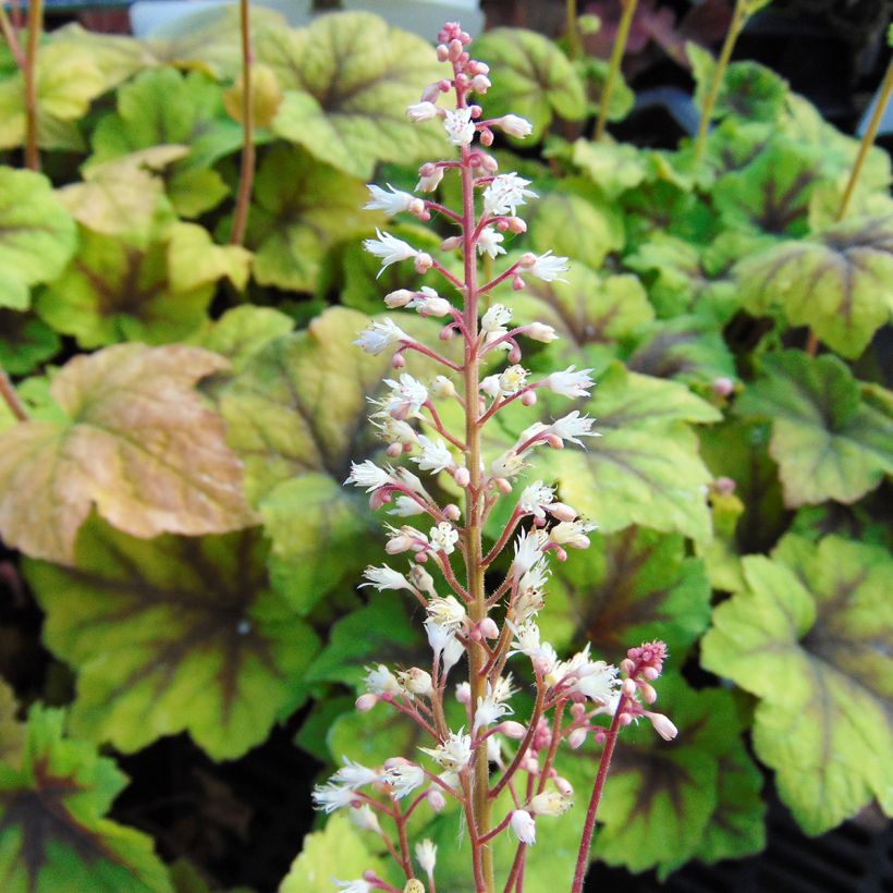 Heucherella Citrus shock (Floraison)