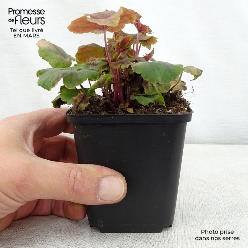 Spécimen de Heucherella Citrus shock  Godet de 9cm tel que livré au printemps