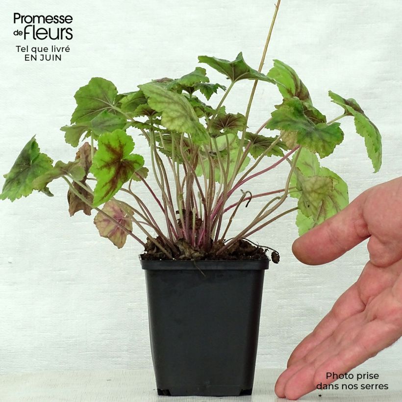 Spécimen de Heucherella Citrus shock Godet de 8/9 cm tel que livré en été
