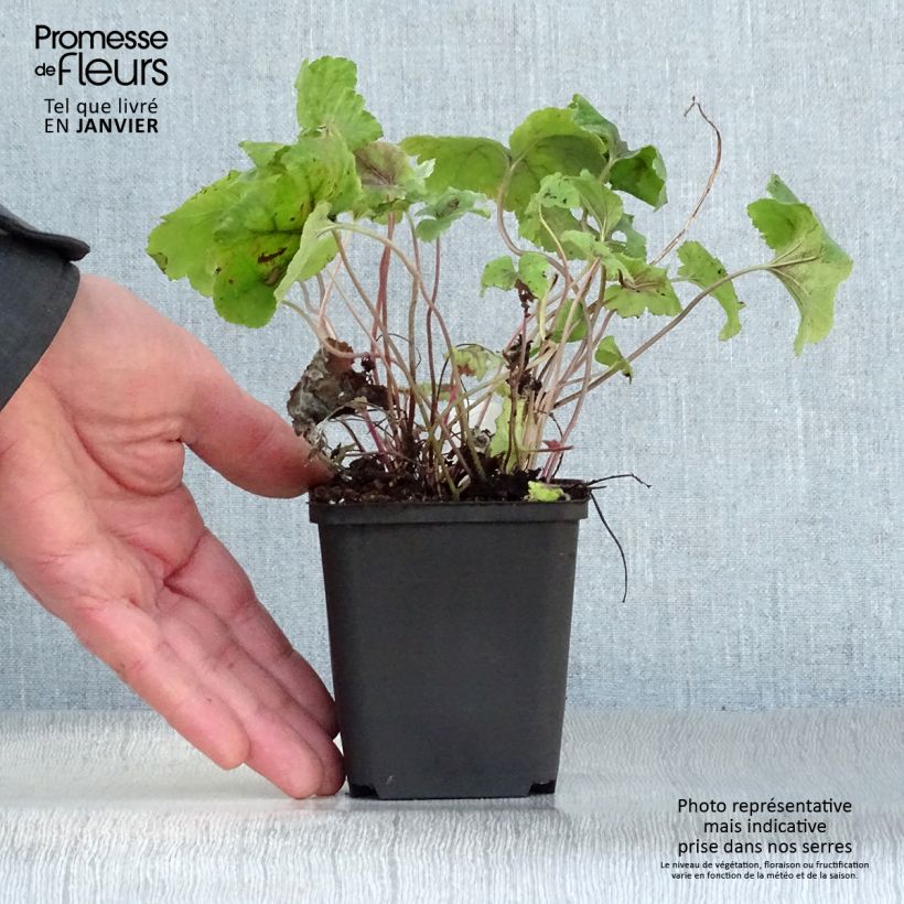 Spécimen de Heucherella Citrus shock  tel que livré en hiver