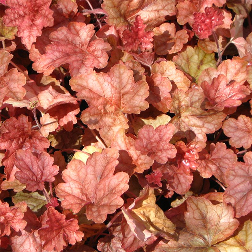 Heucherella Copper Cascade (Feuillage)