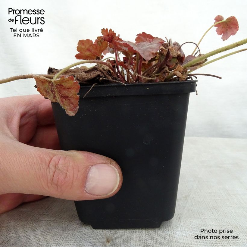 Spécimen de Heucherella Copper Cascade Godet de 9cm tel que livré au printemps