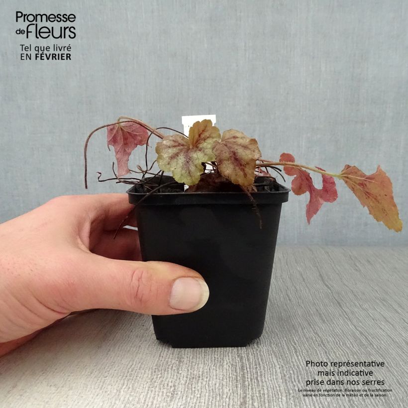 Spécimen de Heucherella Copper Cascade Godet de 8/9 cm tel que livré en hiver