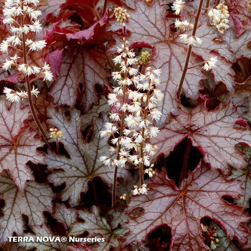 Heucherella Cracked Ice (Floraison)