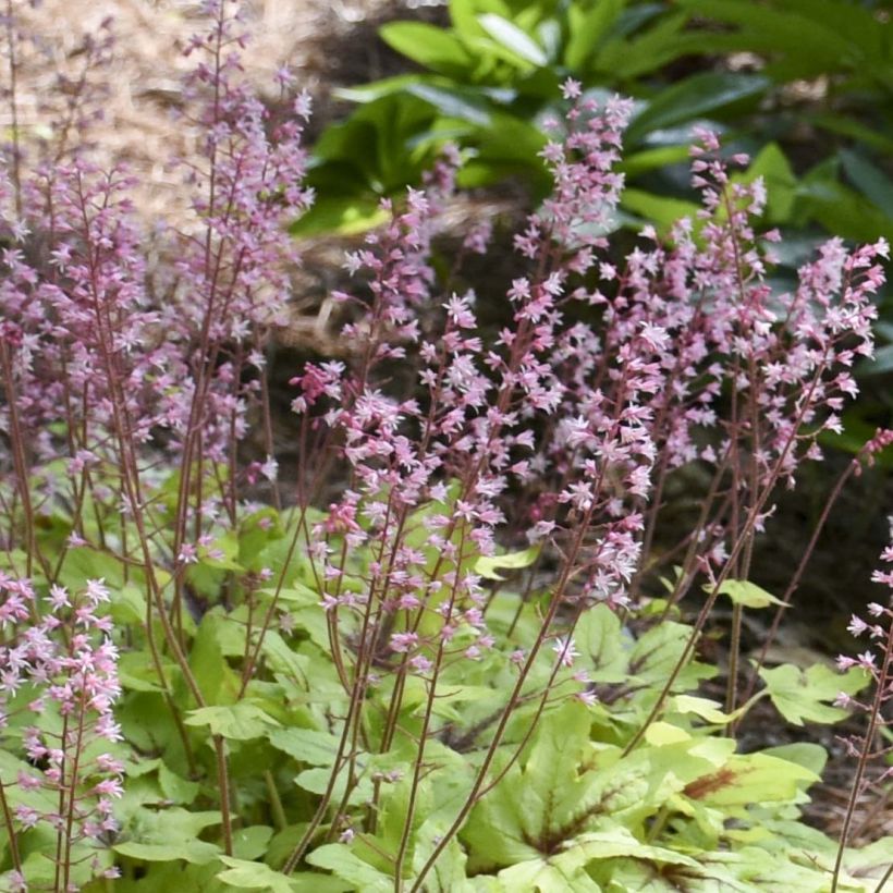 Heucherella Eye Spy (Floraison)