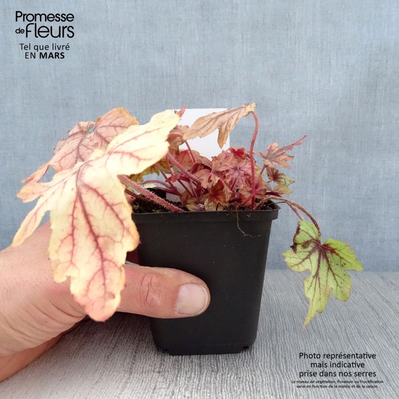 Spécimen de Heucherella Eye Spy Godet de 8/9 cm tel que livré au printemps