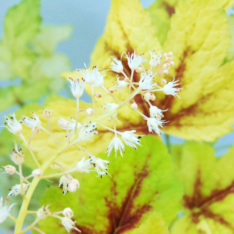 Heucherella Golden Zebra (Floraison)