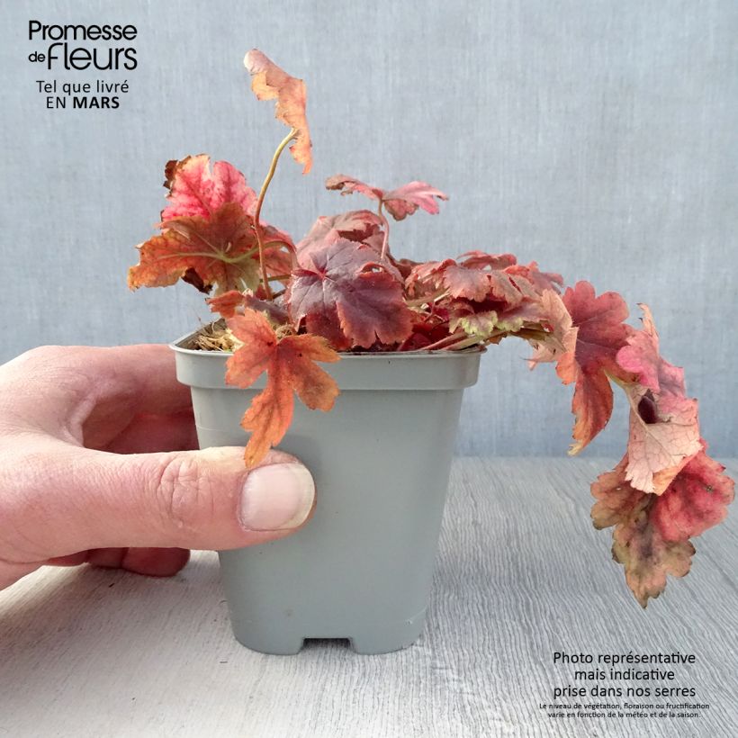 Spécimen de Heucherella Golden Zebra Godet de 9cm tel que livré au printemps