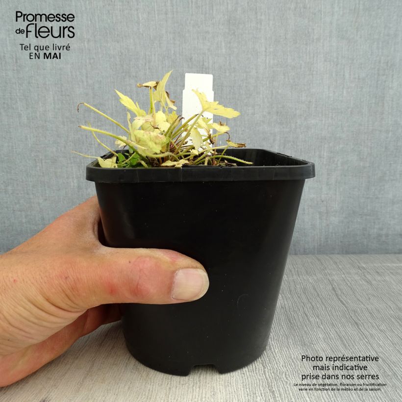 Spécimen de Heucherella Golden Zebra pot de 1.5L/2L tel que livré au printemps