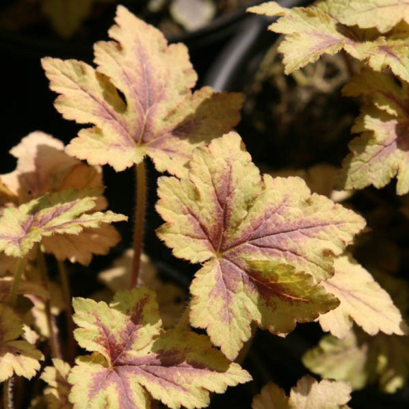 Heucherella Golden Zebra (Feuillage)