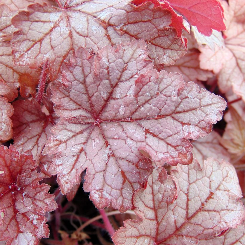 Heucherella Honey Rose (Feuillage)