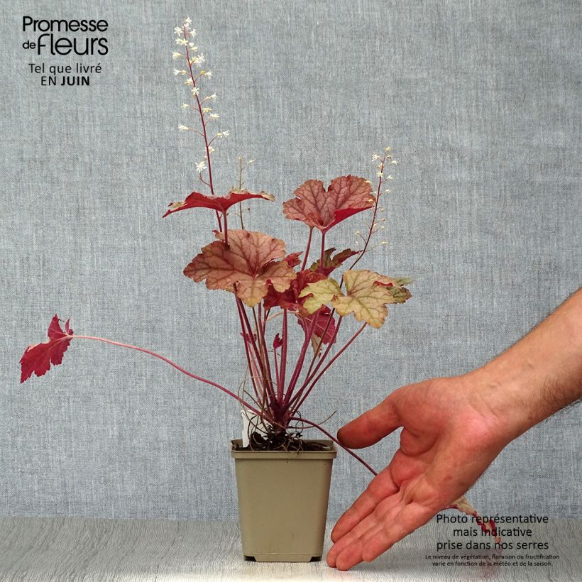 Spécimen de Heucherella Honey Rose Godet de 8/9 cm tel que livré en été