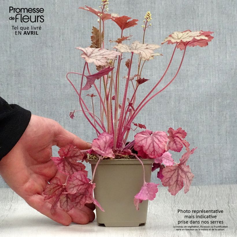 Spécimen de Heucherella Honey Rose en godet de 9 cm tel que livré au printemps