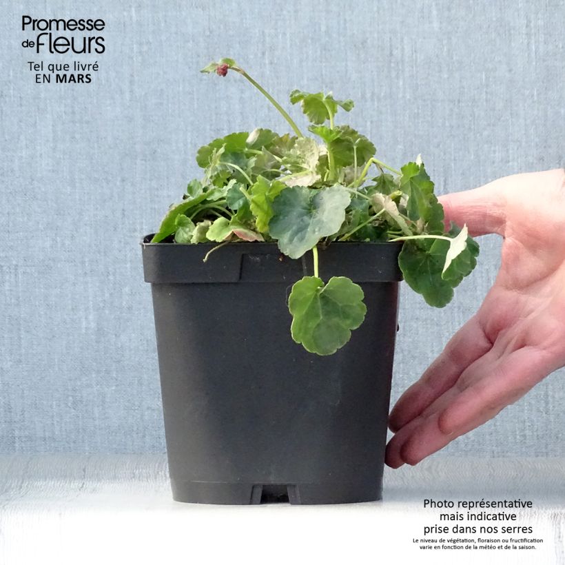 Spécimen de Heucherella Honey Rose en pot de 2/3 litres tel que livré au printemps