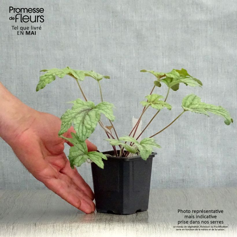 Spécimen de Heucherella Kimono Godet de 9cm tel que livré au printemps