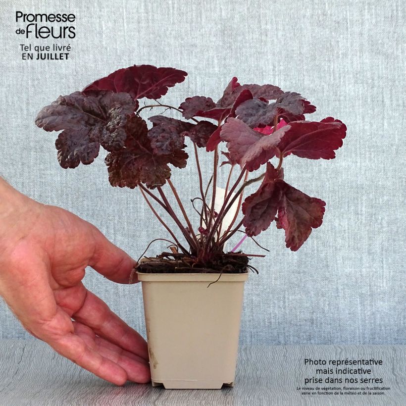 Spécimen de Heucherella Onyx Godet de 8/9 cm tel que livré en été