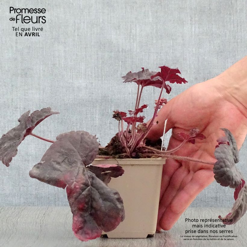 Spécimen de Heucherella Onyx Godet de 9cm tel que livré au printemps