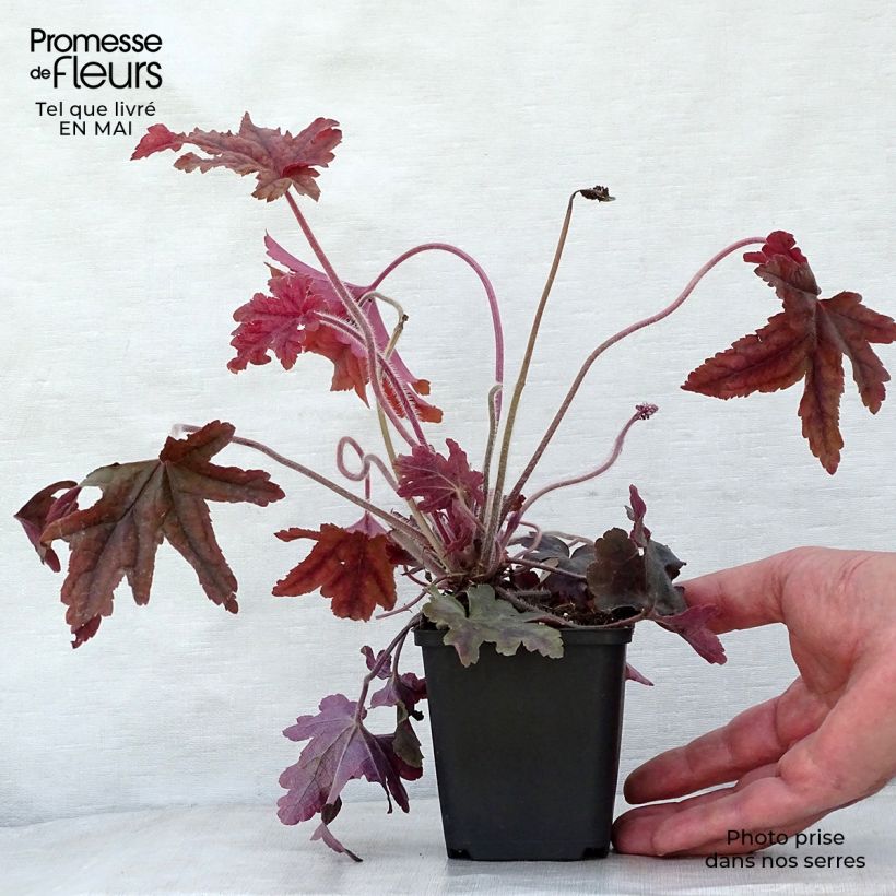 Spécimen de Heucherella Red Rover Godet de 9cm tel que livré au printemps