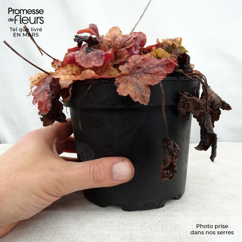 Spécimen de Heucherella Redstone Fall en pot de 2L/3L tel que livré au printemps