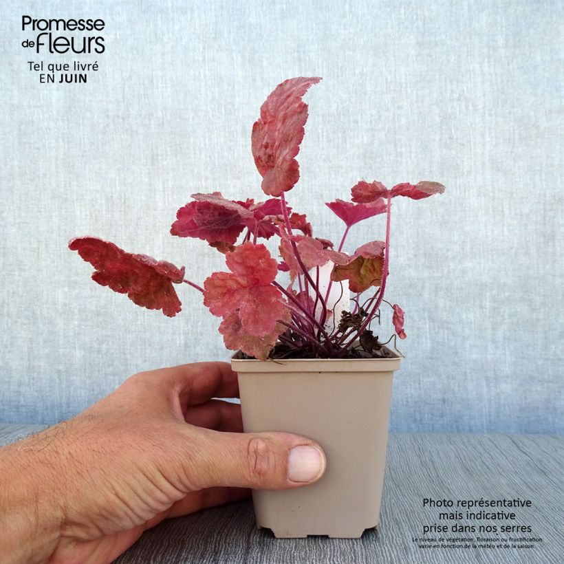 Spécimen de Heucherella Redstone Fall Godet de 8/9 cm tel que livré en été