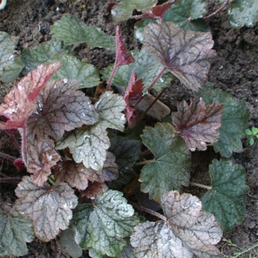 Heucherella Silver Streak (Feuillage)