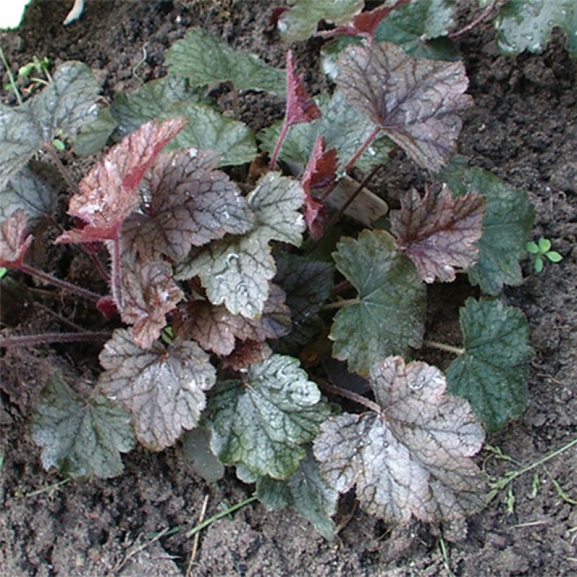 Heucherella Silver Streak (Port)