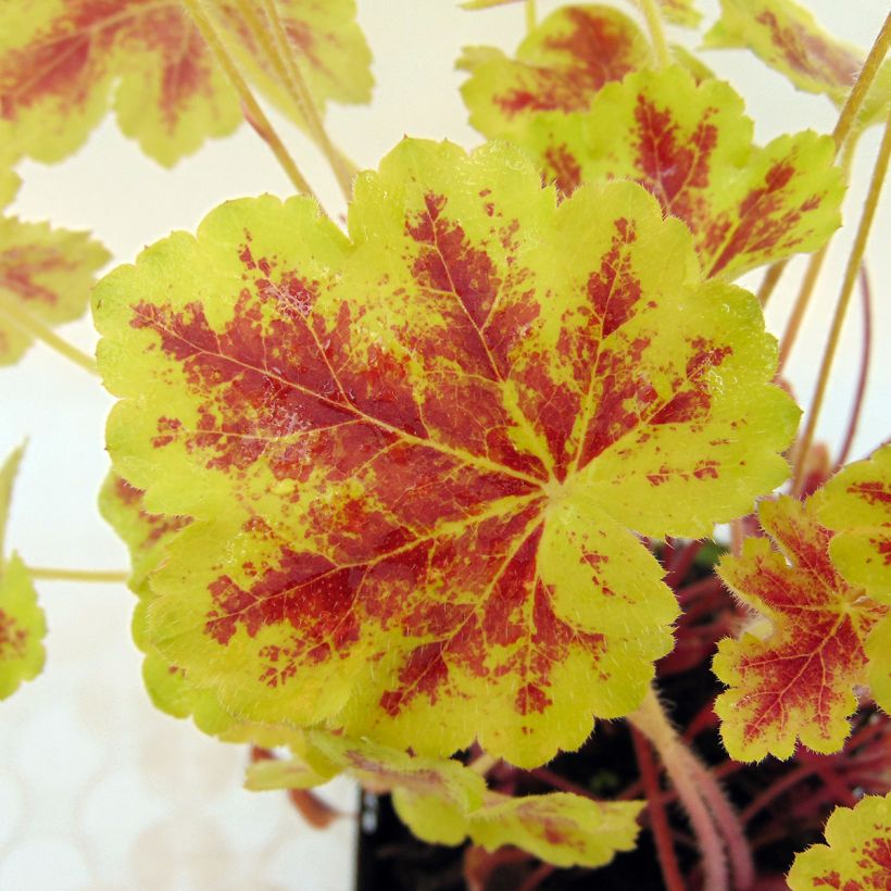 Heucherella Solar Eclipse (Feuillage)