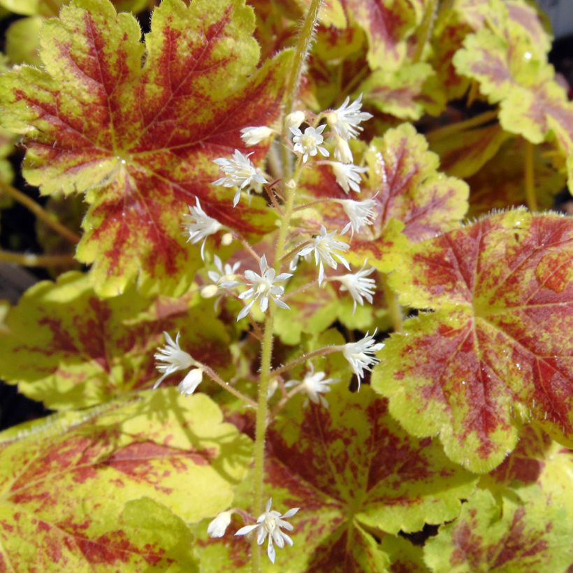 Heucherella Solar Eclipse (Floraison)