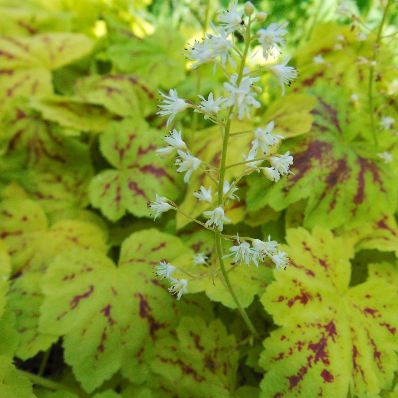 Heucherella Solar Power (Floraison)