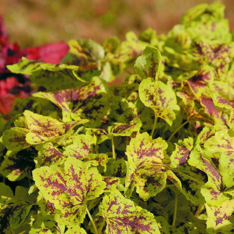 Heucherella Solar Power (Port)