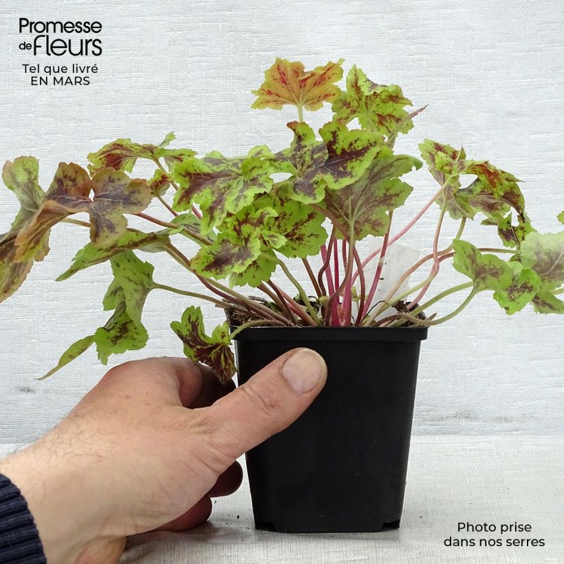 Spécimen de Heucherella Solar Power Godet de 9cm tel que livré au printemps