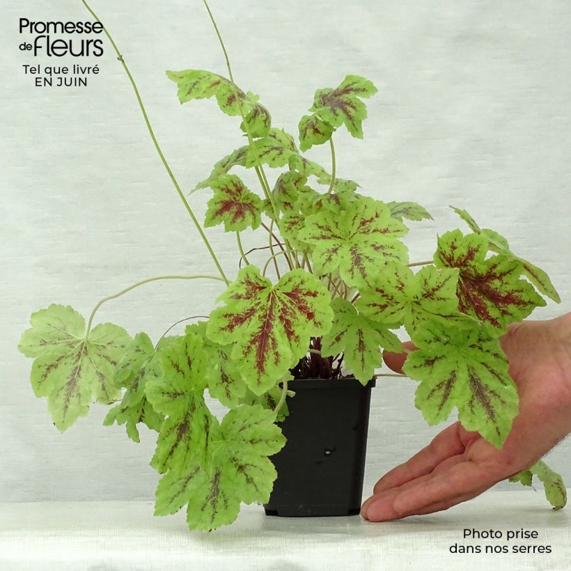 Spécimen de Heucherella Solar Power Godet de 8/9 cm tel que livré en été