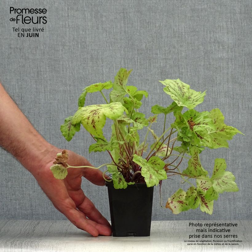 Spécimen de Heucherella Stoplight Godet de 8/9 cm tel que livré en été