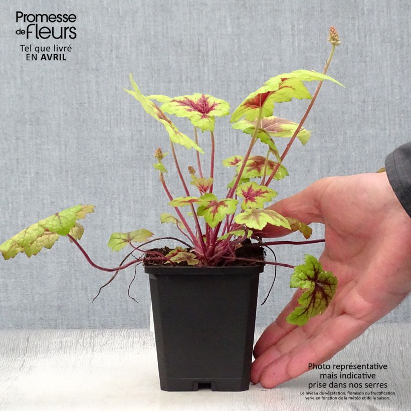 Spécimen de Heucherella Stoplight en godet de 9 cm tel que livré au printemps
