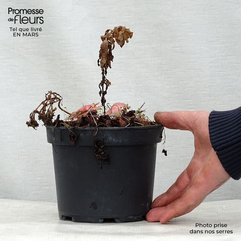 Spécimen de Heucherella Stoplight en pot de 2L/3L tel que livré au printemps