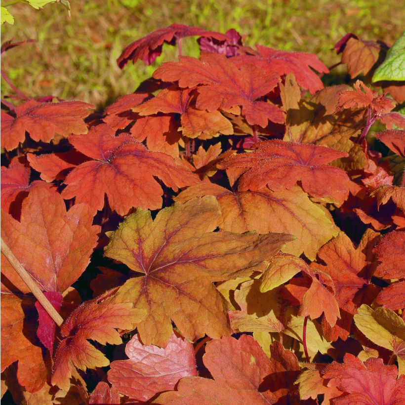 Heucherella Sweet Tea (Feuillage)